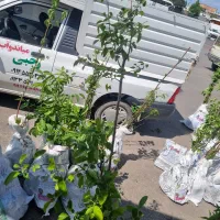 پیشفروش نهال انگور صاحبی با تضمین اصالت|خدمات باغبانی و درختکاری|لردگان, |دیوار