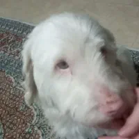 سک خونگی تربیعت شده خیلی مهربون
