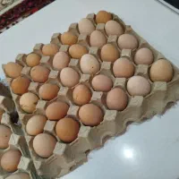 تخم مرغ محلی نطفه دار