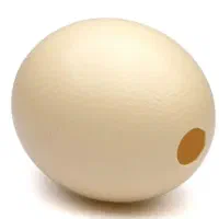 پوست و پوکه تخم شترمرغ