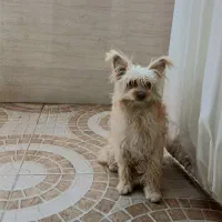 سگ تریر باهوش