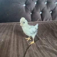 جوجه گلین لر|حیوانات مزرعه|مشهد, انقلاب|دیوار