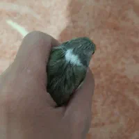 سهره قناری نر بخون|پرنده|نیر (اردبیل), |دیوار