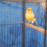 قناری  مست   روانی