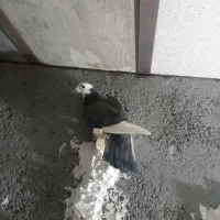 کبوتر پرشی صید