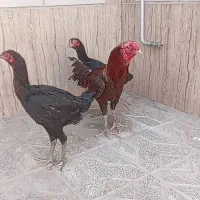 دوتا مرغ یک خروس لاری