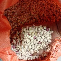 فروش لوبیا چیتی