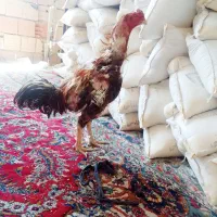 ۲ عدد مرغ و خروس لاری معاوضه با انگشتر نقره