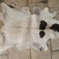 پوست گوسفند