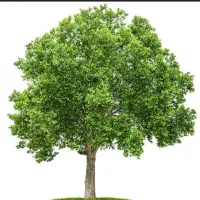 نهال چنار ۲ ساله