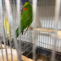 انواع طوطی لوری مولد و سخنگو|پرنده|تهران, دردشت|دیوار