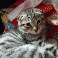 اسکاتیش فولد