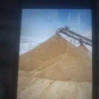 ماسه ی دوکوهک