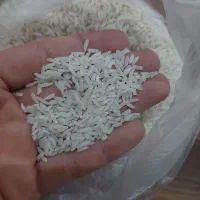 برنج هاشمی اصل درجه یک(محصول خودم ومزرعه خودم هست)