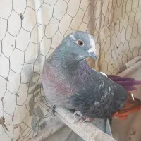 کفتر تزینی  زاغ نر