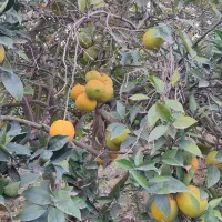 فروش سر درختی باغ پرتقال و نارنگی و پچ|فروش دفتر صنعتی، کشاورزی، تجاری|نوکنده, |دیوار