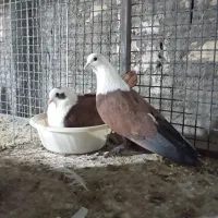 کفتر سرسفید|پرنده|سیرجان, |دیوار