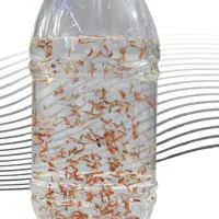 ارتمیا زنده