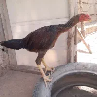 جوجه مرغ وخروس|حیوانات مزرعه|میاندوآب, |دیوار