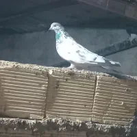 تهرانی آنتیک