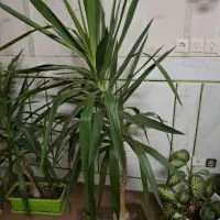 فروش چند عدد گیاه خانگی|گل و گیاه طبیعی|لنجان, |دیوار