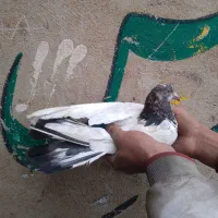 کفتر کله دمسبز
