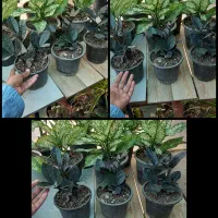 فروش گلهای آپارتمانی.حراجج|گل و گیاه طبیعی|گنبد کاووس, |دیوار