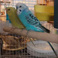 جفت مرغ عشق