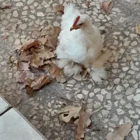 جوجه کوشین بلک متلد حدود ۴ ماهه