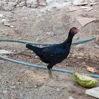 مرغ لاری سیاه