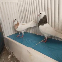 طوقی|پرنده|شیراز, اصلاح‌نژاد|دیوار