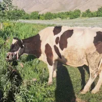 گاو خشک گوشتی و داشتی