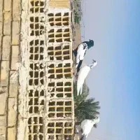 پرنده کبوتر رنگی|پرنده|کیانشهر, |دیوار