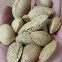 بادام درجه یک فروشی کیلو ۶۰۰کلی وجزئی