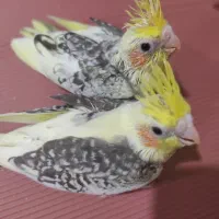 عروس هلندی سرلاکی