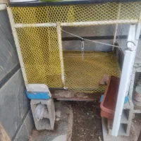 فروش سه تا قفس  مرغ و بلدرچین