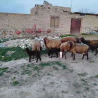 ۷راس میش افشاری