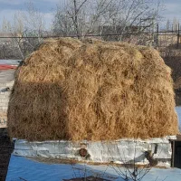 علف یونجه کشت دوم وسوم