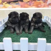 ژرمن شپرد شولاین|سگ|اردبیل, |دیوار