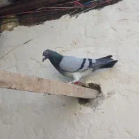 نر عراق۲۰۲۰|پرنده|خرمشهر, |دیوار