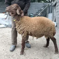 بره قوچ همو(دارای ژن چندقلوزایی صد‌ در صد)|حیوانات مزرعه|رشت, حومه رشت|دیوار