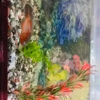 آگواریم با وسایل 2ملیون|ماهی|بندرعباس, |دیوار