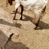 فروش حیوان