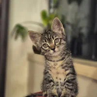 بچه گربه dsh مهربون