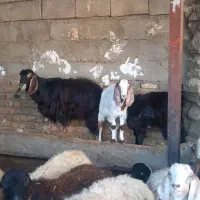 گوسفندچاق وشک نزاییده ومیش پرواری وکاوه نر|حیوانات مزرعه|زاغه, |دیوار