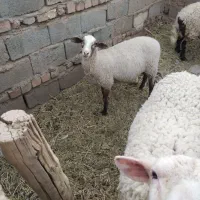 میش لاکن