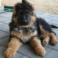 فروش سگ ژرمن روتوایلر مالینیوز گلدن چاوچاو الابای