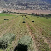 یونجه|خدمات باغبانی و درختکاری|چرداول, |دیوار