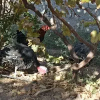 ۳عدد  خروس و ۲عدد بوقلمون ماده|حیوانات مزرعه|رفسنجان, |دیوار