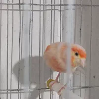 قناری نر موزاییکی سرخ قرص شلاقی بخون